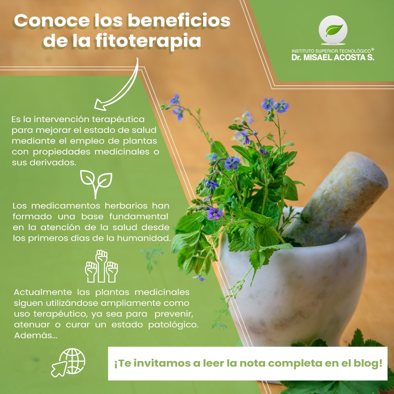 Fitoterapia: Conoce el bienestar para una vida saludable