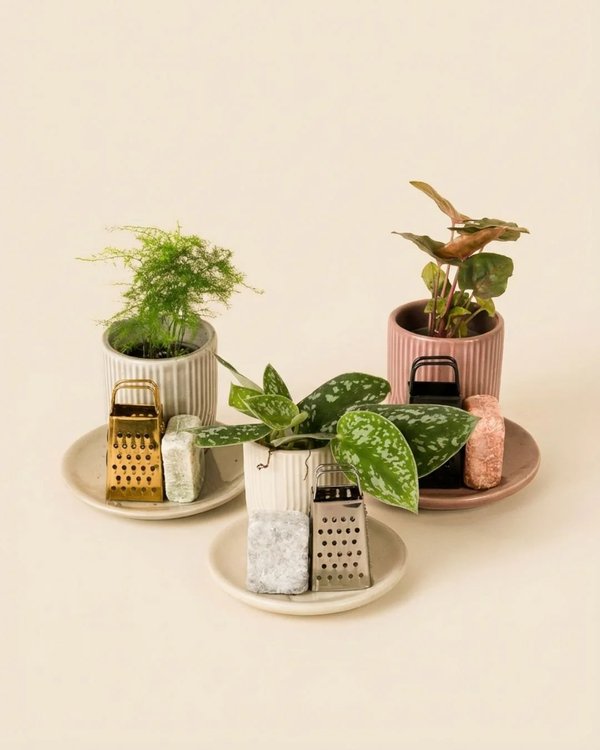 Accesorios para plantas naturales y artificiales ideales para decorar espacios